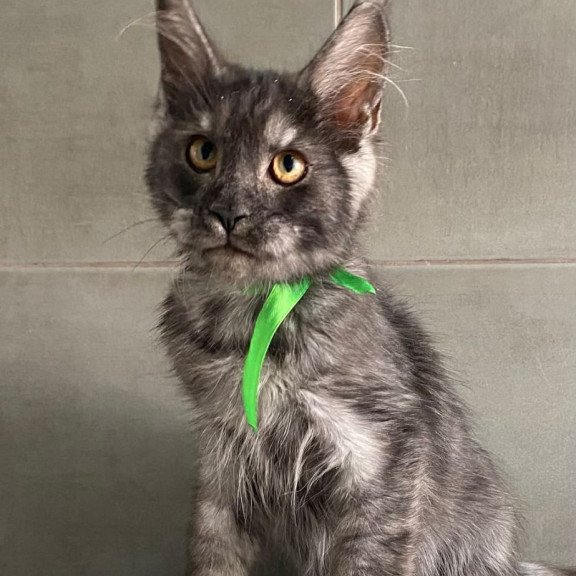 Maine Coon EZ Ural