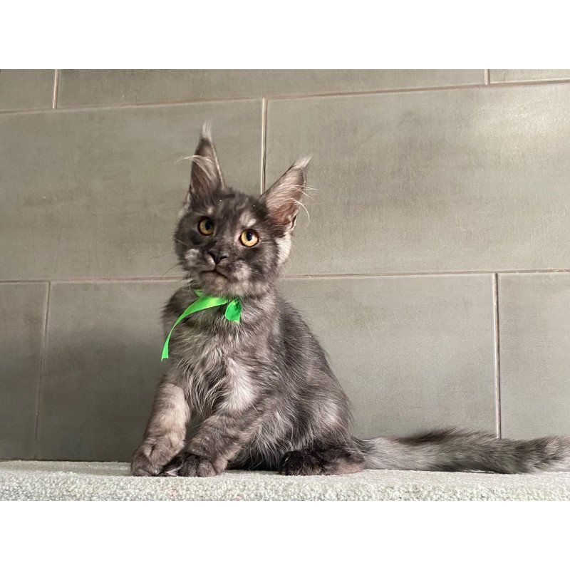 Maine Coon EZ Ural