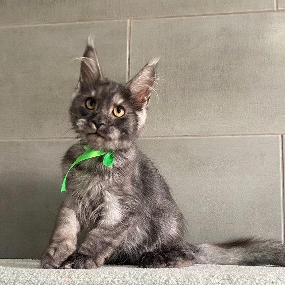 Maine Coon EZ Ural