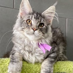 Maine Coon EZ Asuncion