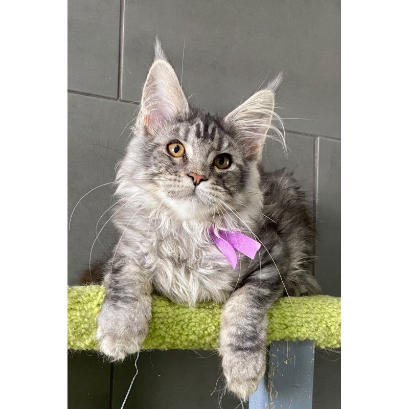 Maine Coon EZ Asuncion
