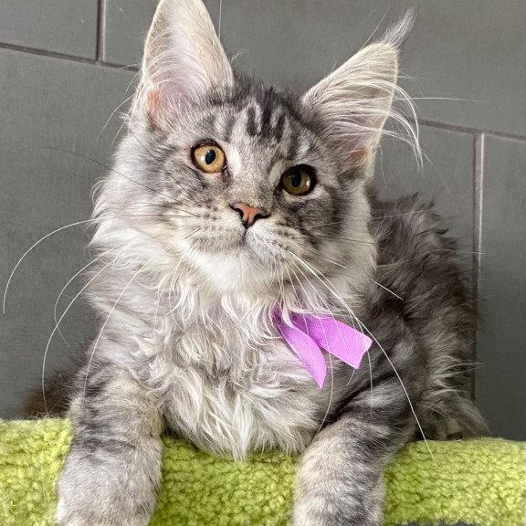 Maine Coon EZ Asuncion