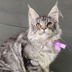 Maine Coon EZ Asuncion