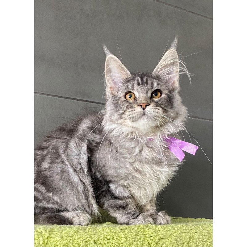 Maine Coon EZ Asuncion
