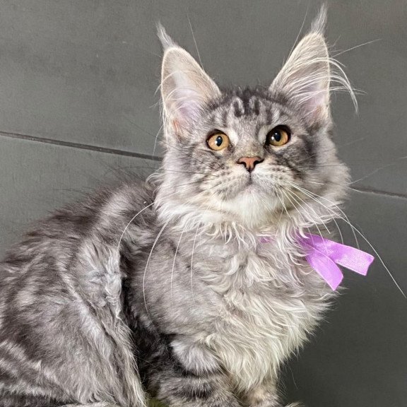 Maine Coon EZ Asuncion
