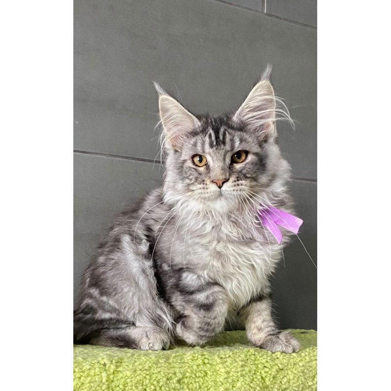 Maine Coon EZ Asuncion