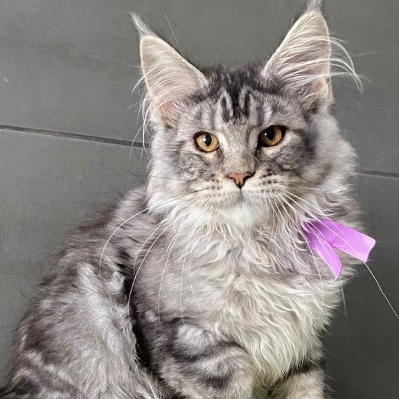 Maine Coon EZ Asuncion