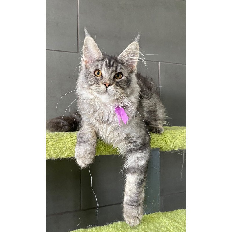 Maine Coon EZ Asuncion