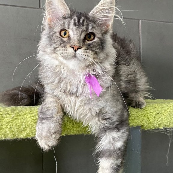Maine Coon EZ Asuncion