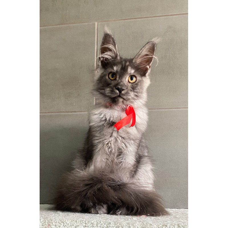 Maine Coon EZ Udmurtia