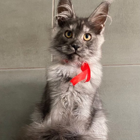 Maine Coon EZ Udmurtia
