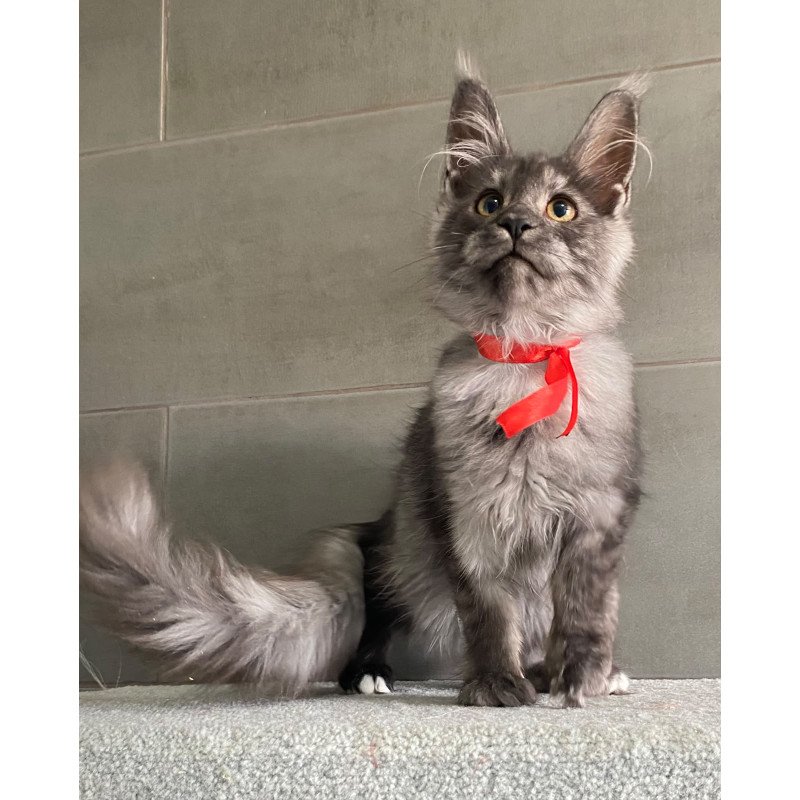 Maine Coon EZ Udmurtia