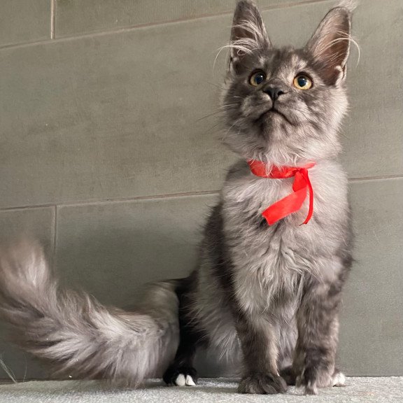 Maine Coon EZ Udmurtia