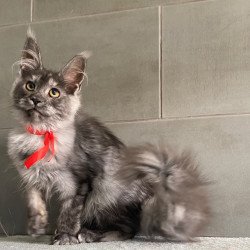 Maine Coon EZ Udmurtia