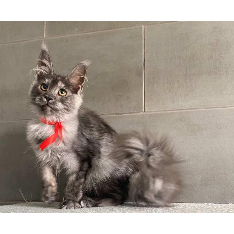 Maine Coon EZ Udmurtia