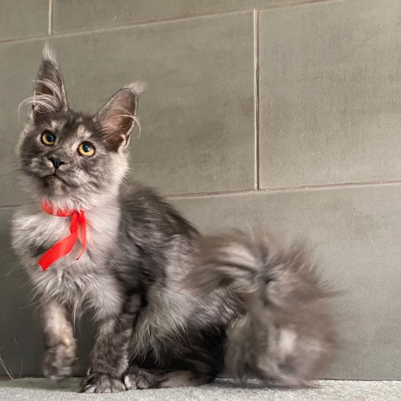 Maine Coon EZ Udmurtia