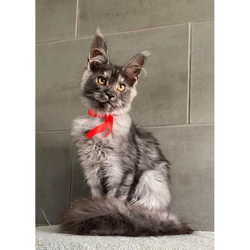 Maine Coon EZ Udmurtia