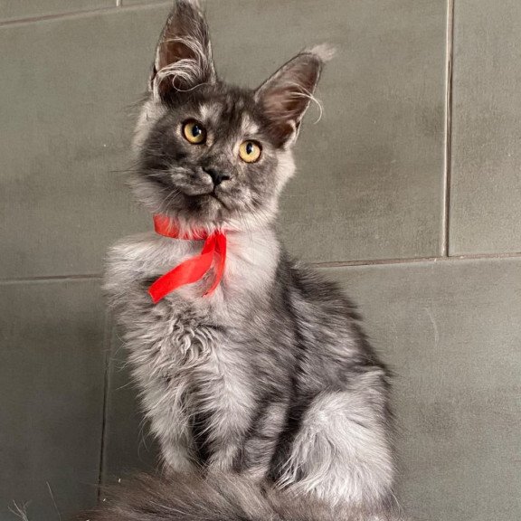 Maine Coon EZ Udmurtia