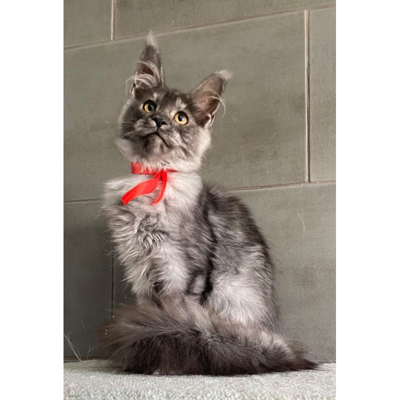 Maine Coon EZ Udmurtia