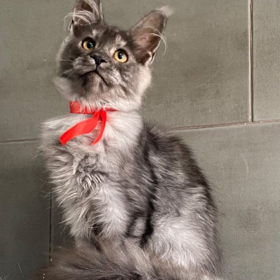 Maine Coon EZ Udmurtia