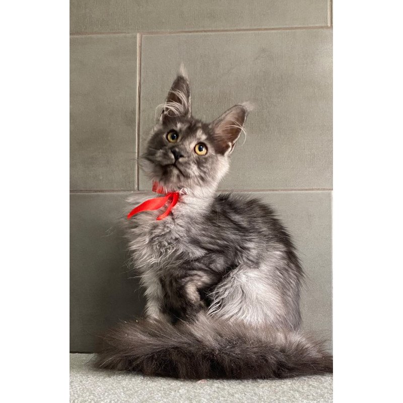 Maine Coon EZ Udmurtia