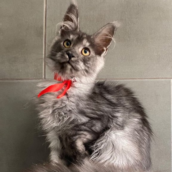 Maine Coon EZ Udmurtia