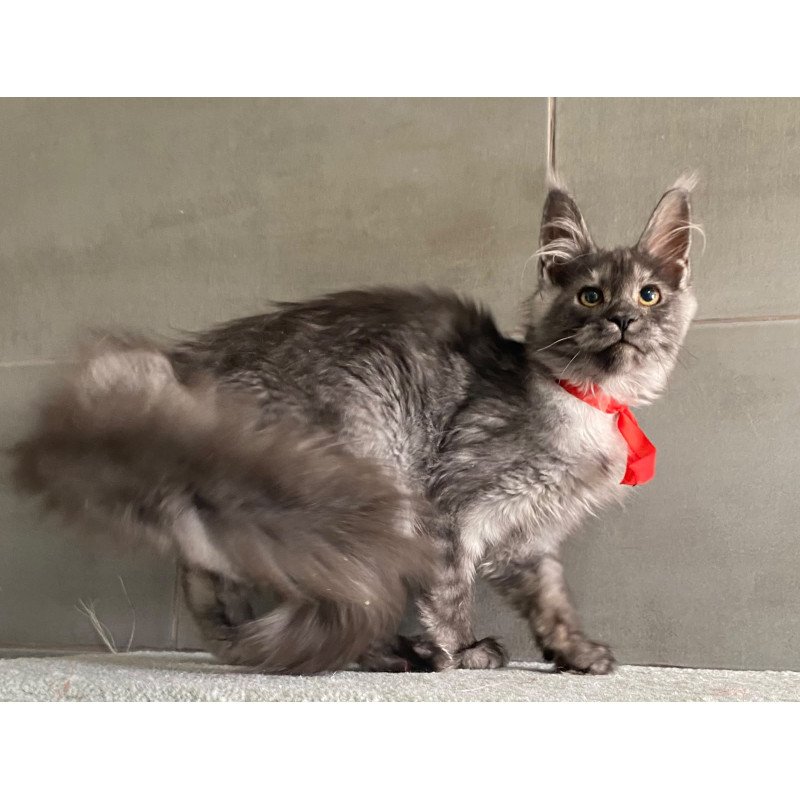 Maine Coon EZ Udmurtia