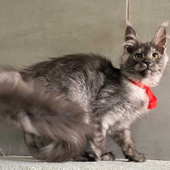 Maine Coon EZ Udmurtia