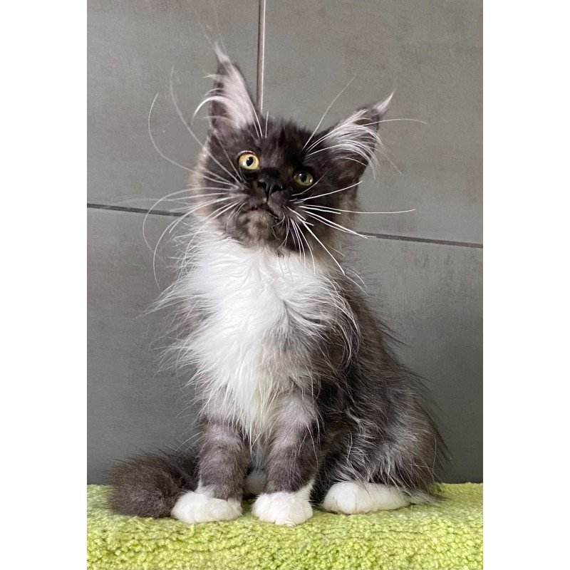 Maine Coon EZ Alushta