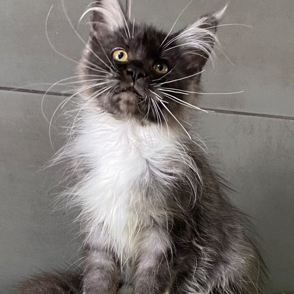 Maine Coon EZ Alushta