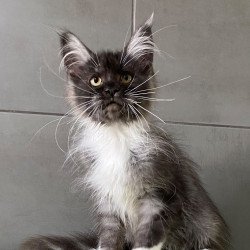 Maine Coon EZ Alushta