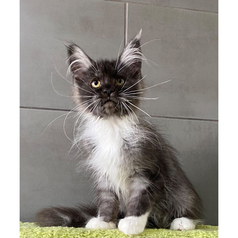 Maine Coon EZ Alushta