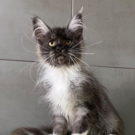 Maine Coon EZ Alushta