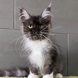 Maine Coon EZ Alushta