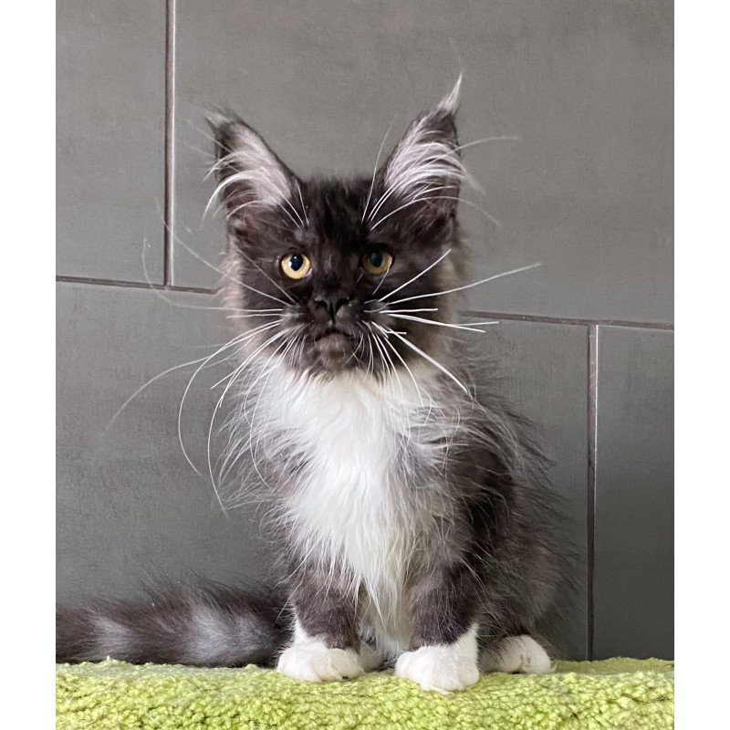 Maine Coon EZ Alushta