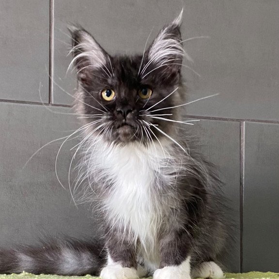 Maine Coon EZ Alushta