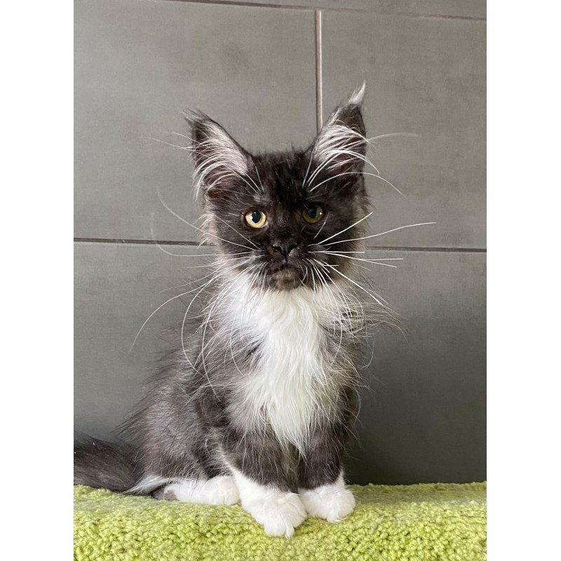 Maine Coon EZ Alushta