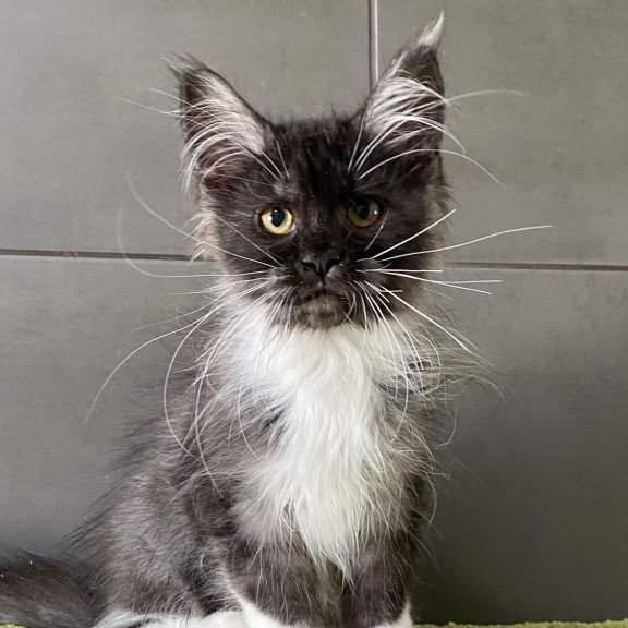 Maine Coon EZ Alushta