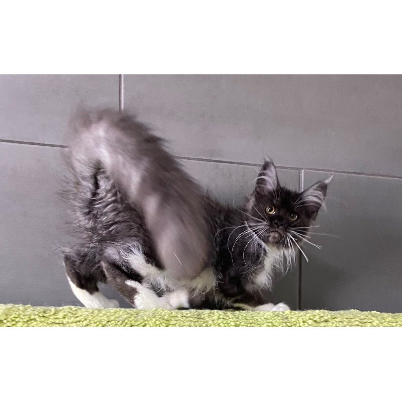 Maine Coon EZ Alushta
