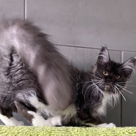 Maine Coon EZ Alushta