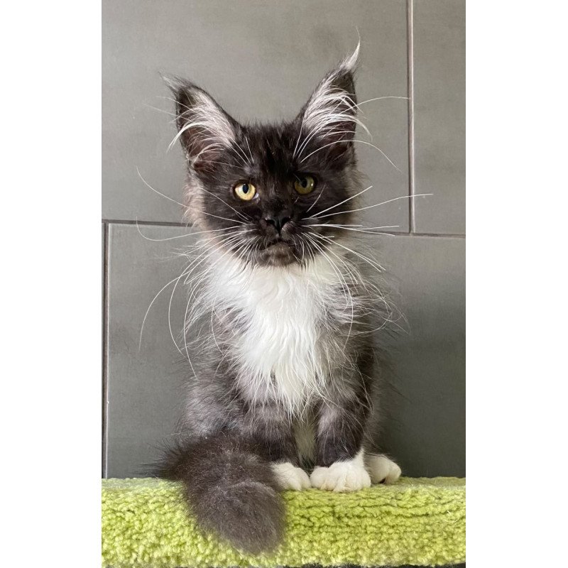 Maine Coon EZ Alushta