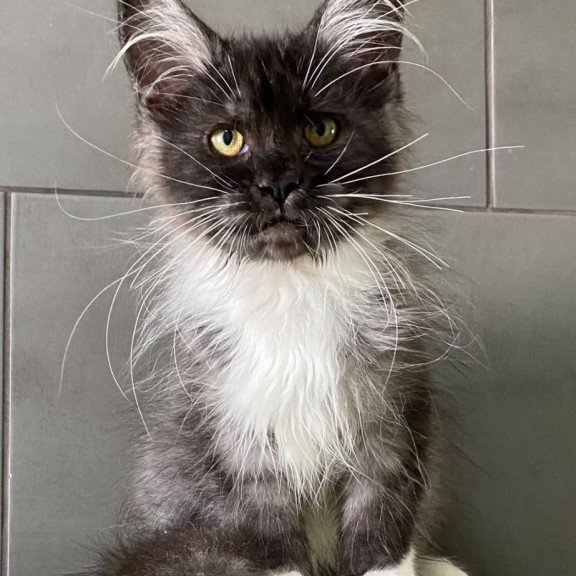Maine Coon EZ Alushta