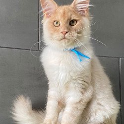 Maine Coon EZ Wakayama