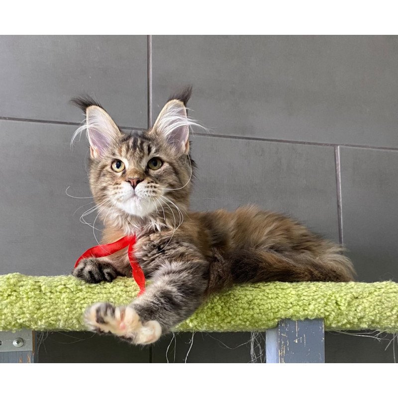 Maine Coon EZ Zero zero Six