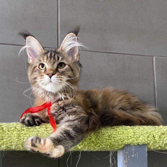 Maine Coon EZ Zero zero Six