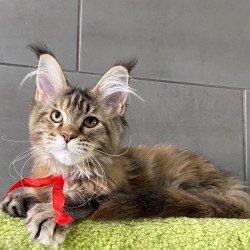 Maine Coon EZ Zero zero Six