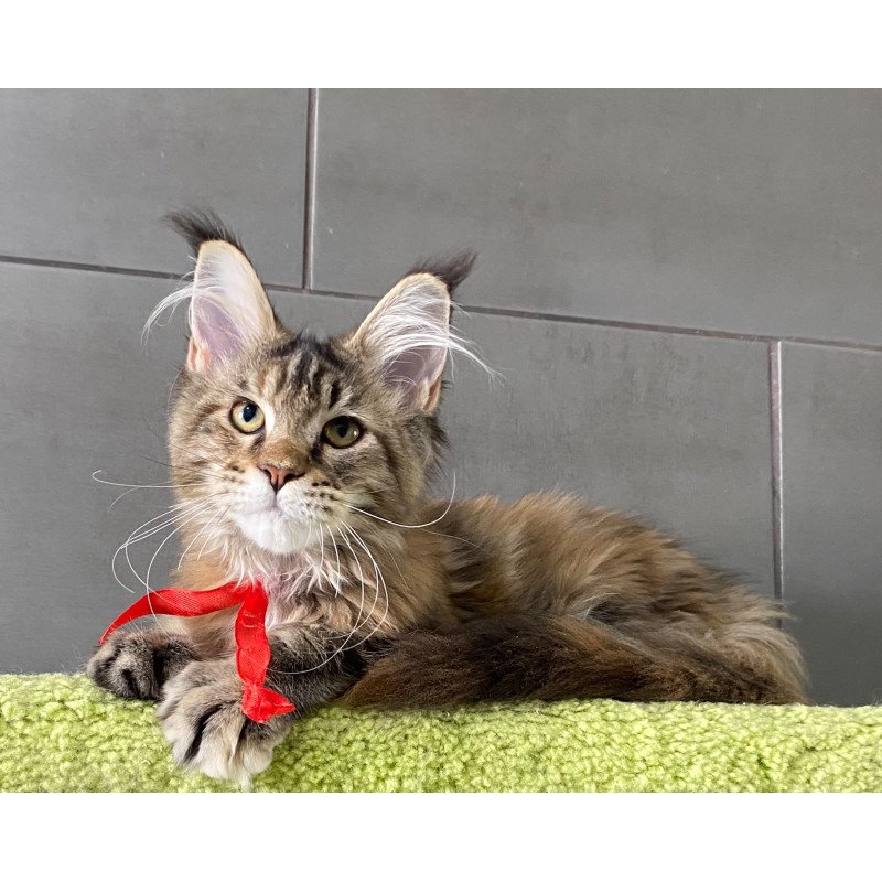 Maine Coon EZ Zero zero Six
