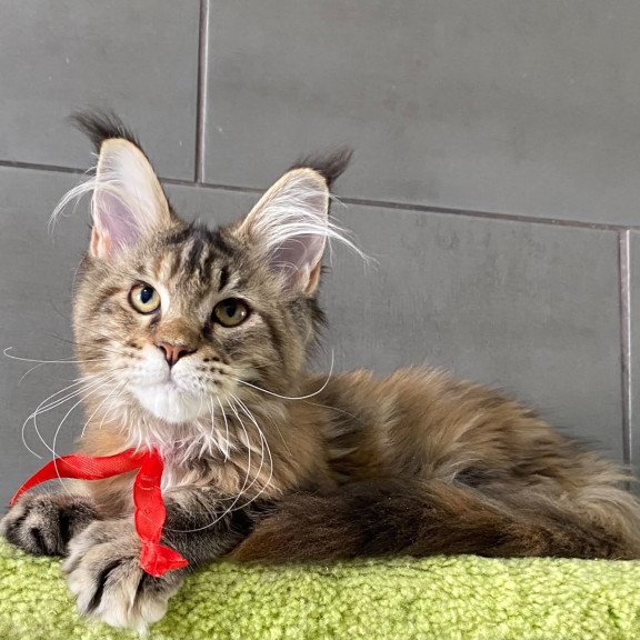 Maine Coon EZ Zero zero Six
