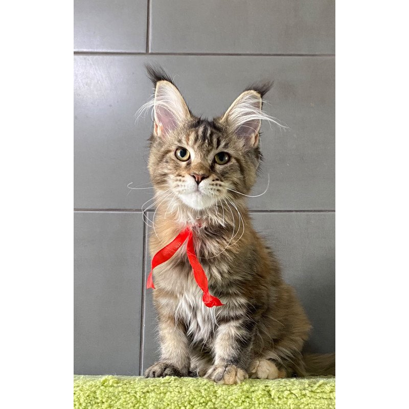 Maine Coon EZ Zero zero Six
