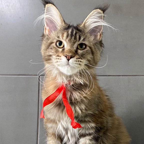 Maine Coon EZ Zero zero Six
